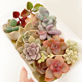 Assorted Succulent Cuttings (Pink, Purple, Peach)
