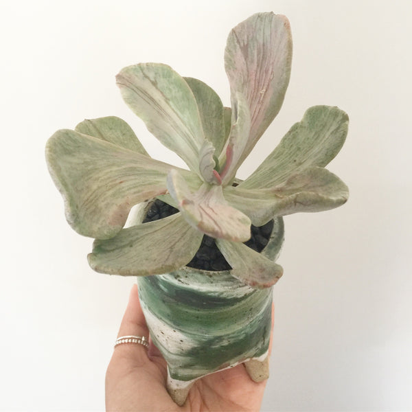 Collector's Succulent Plant Handmade Watercolour Pot - Pachyveria Jocelyn's Joy