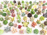 Assorted Succulent Cuttings (Regular) - Soul Made Boutique