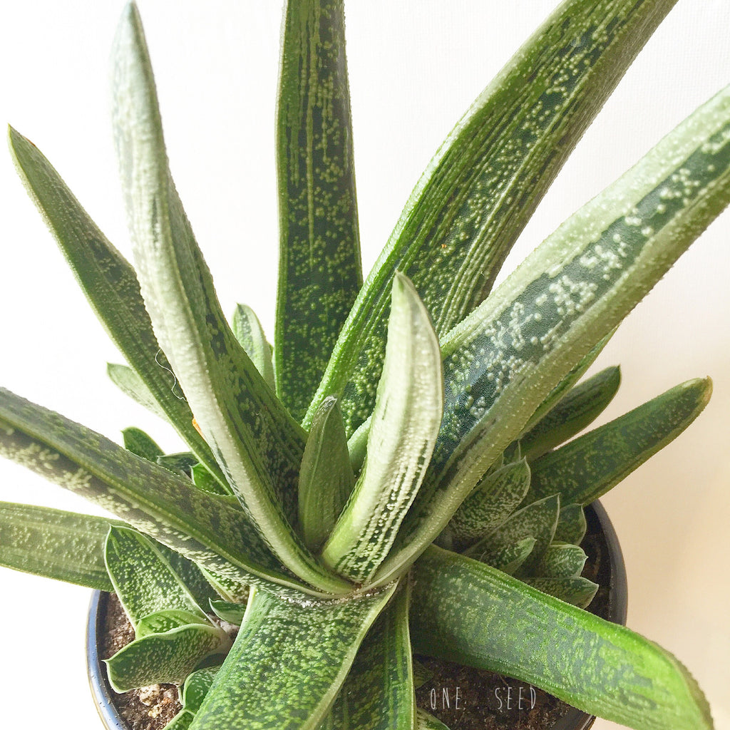 Plant - Gasteria Sp