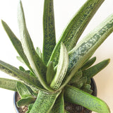 Plant - Gasteria Sp