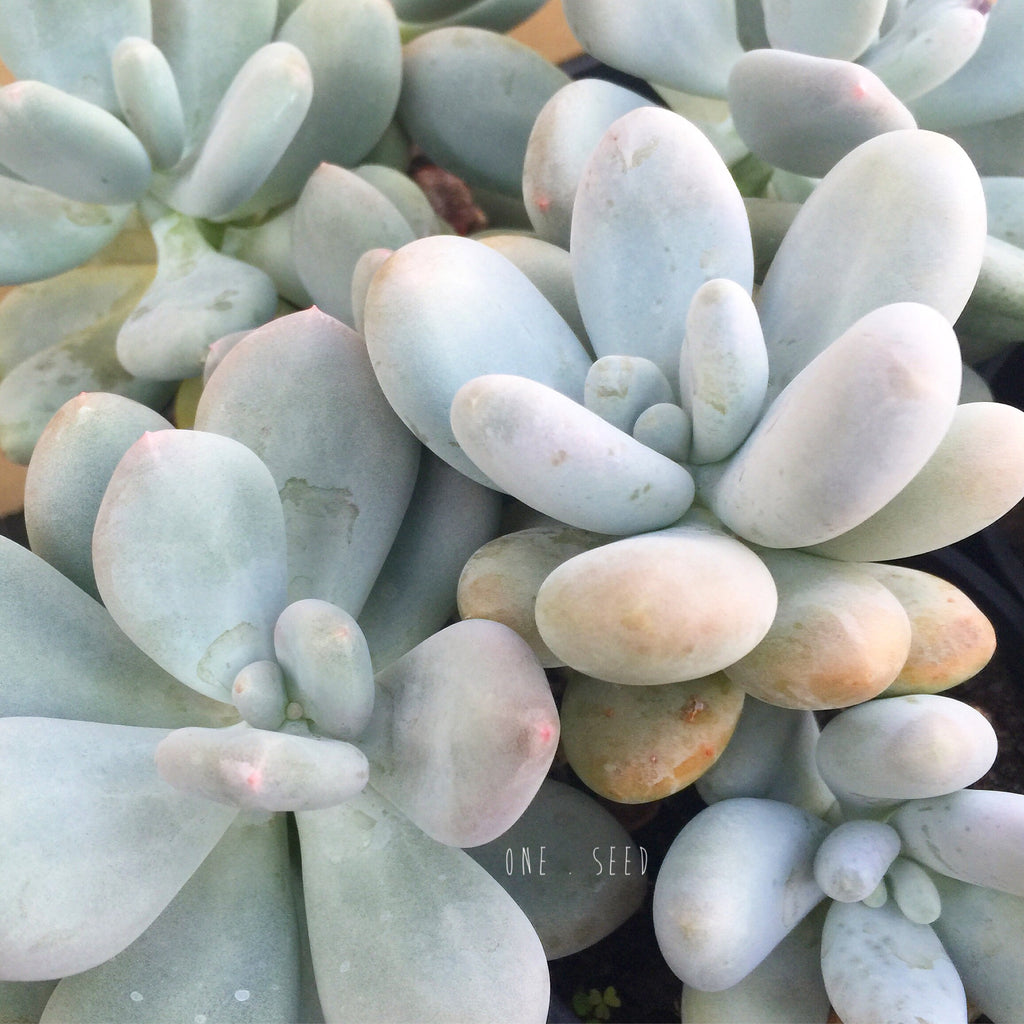 Plant - Pachyphytum Amethystianum
