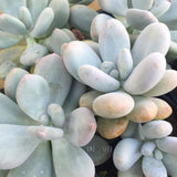 Plant - Pachyphytum Amethystianum