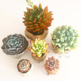 Collector's Succulent Plant Stoneware Pot
