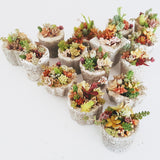 Assorted Succulent Garden Mini - Soul Made Boutique