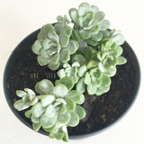 Plant - Sedum Spathulifolium Cape Blanco