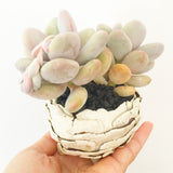 Collector's Succulent Plant Stoneware Pot