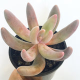 Plant - Pachysedum Ganzhou