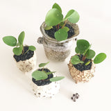 Collector's Succulent Plant Handmade Watercolour Pot