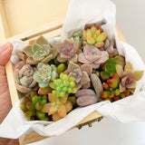 Assorted Succulent Cuttings (Miniatures) Wooden Gift Box