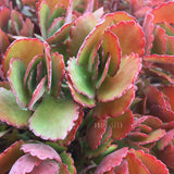 Plant - Unknown
