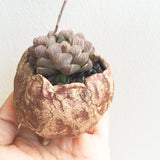 Collector's Succulent Plant Stoneware Pot
