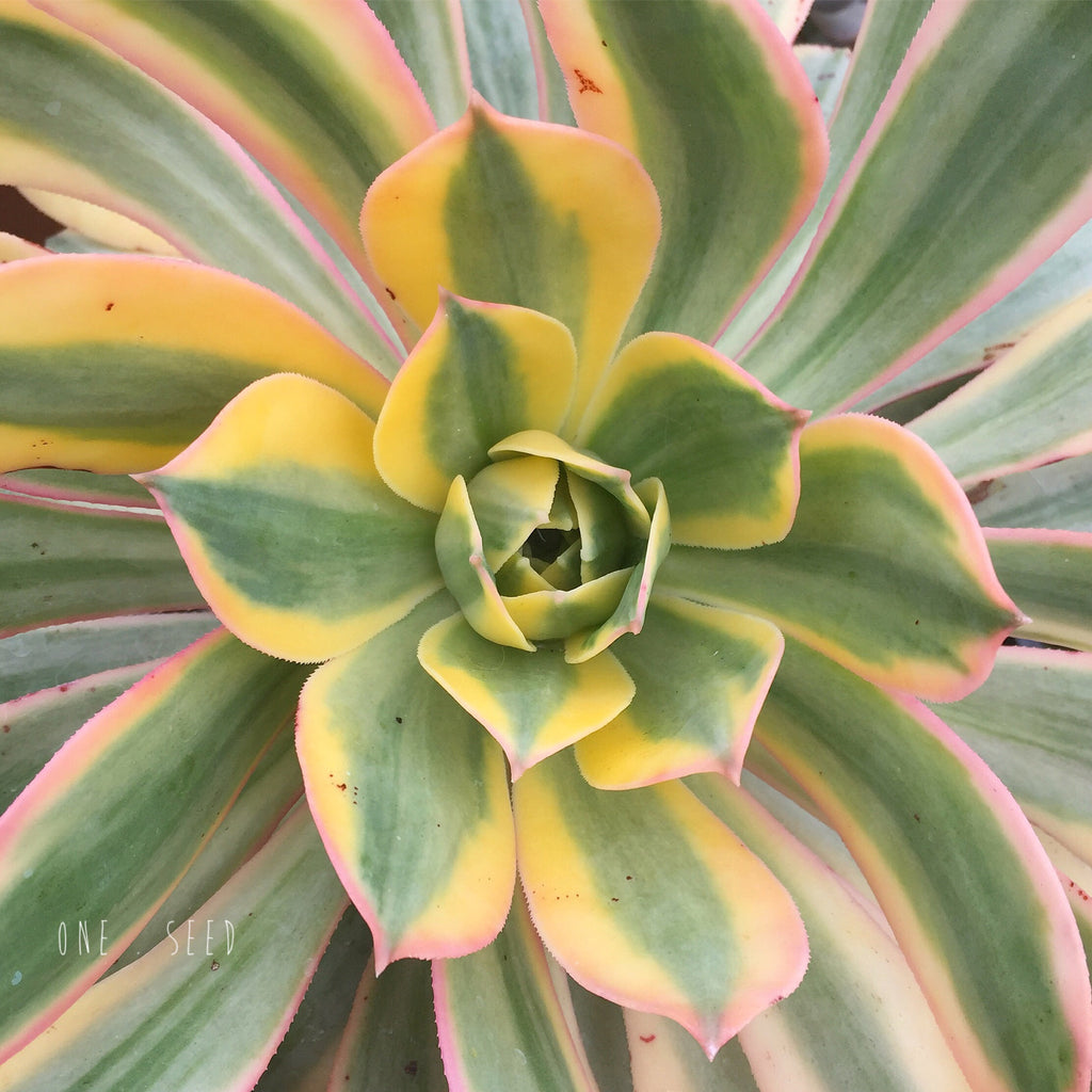 Plant - Aeonium Sunburst