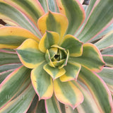 Plant - Aeonium Sunburst