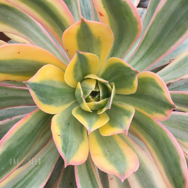 Plant - Aeonium Sunburst