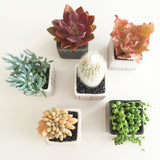 Collector's Succulent Plant Geometry Cube Pot - Soul Made Boutique