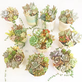 Assorted Succulent Garden Pastel Pot - Soul Made Boutique