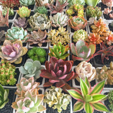 Collector's Succulent Plant Geometry Cube Pot - Soul Made Boutique