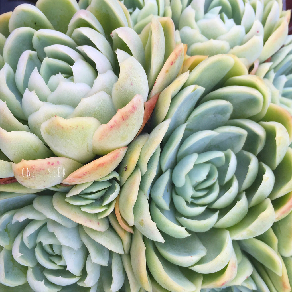 Plant - Echeveria Elegans