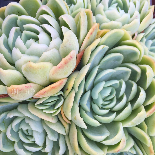 Plant - Echeveria Elegans