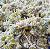 Plant - Chinese Dunce Cap (Orostachys Iwarenge)