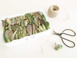 Assorted Succulent Leaves - Soul Made Boutique