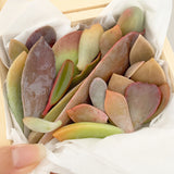 Adore Succulent Leaves (Pink, Purple, Peach and Red) Propagation Kit