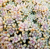 Plant - Graptopetalum Mendozae