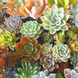 Assorted Succulent Plants - Soul Made Boutique