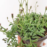 Plant - Senecio Peregrinus (Dolphin Necklace)
