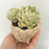 Collector's Succulent Plant Stoneware Pot