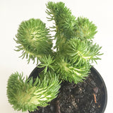 Plant - Sedum Blue Feather Cristata