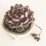 Collector's Succulent Plant Handmade Watercolour Pot