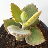 Plant - Kalanchoe Beharensis