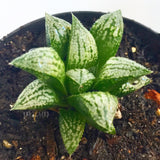 Plant - Haworthia Silver Kiwi