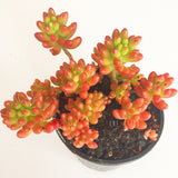 Plant - Sedum Rubrotinctum (Jelly Bean)