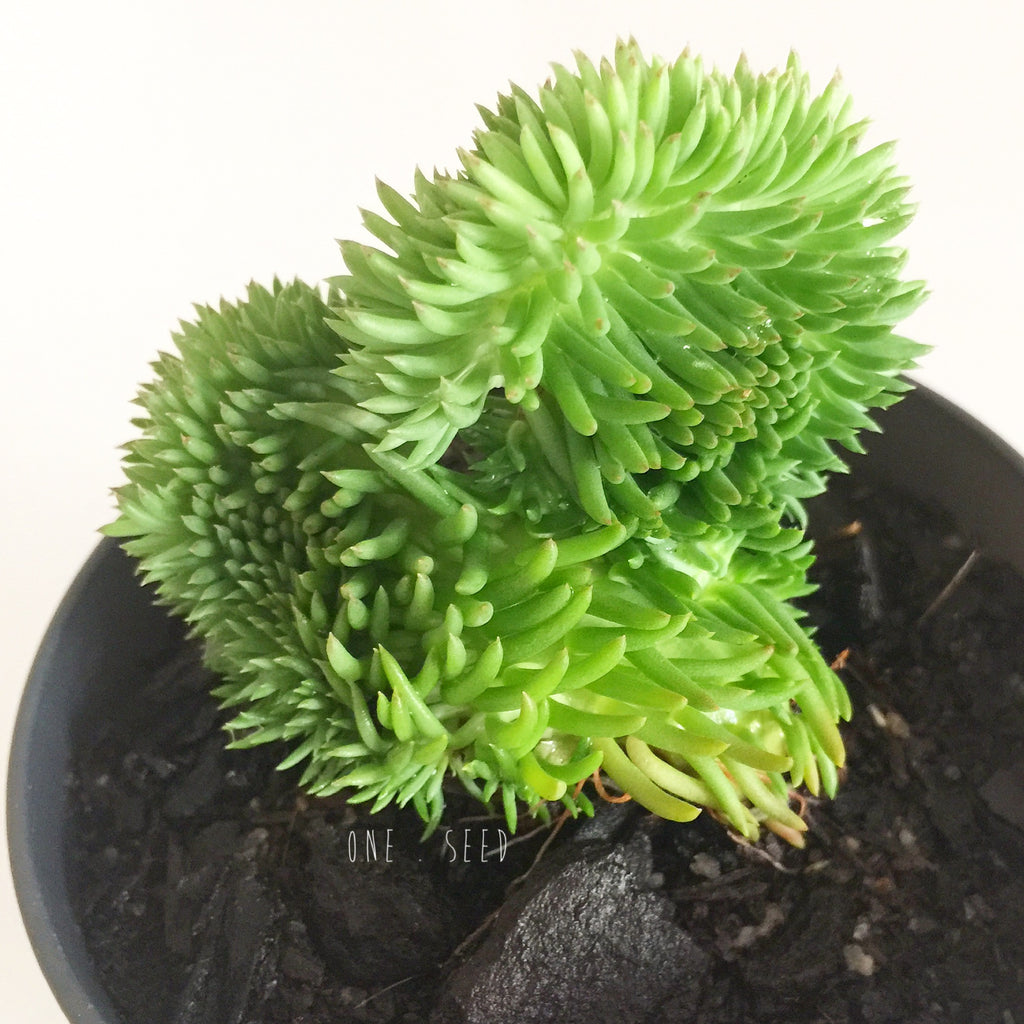 Plant - Sedum Blue Feather Cristata