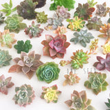 Assorted Succulent Cuttings (Regular) - Soul Made Boutique