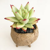 Collector's Succulent Plant Stoneware Pot - Soul Made Boutique