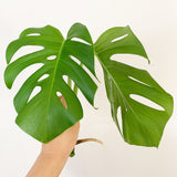 Plant - Variegated Monstera Deliciosa Plant