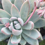 Plant - Pachyphytum Exotica