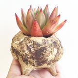 Collector's Succulent Plant Stoneware Pot