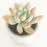 Collector's Succulent Plant Speckled Footed Pot - Soul Made Boutique