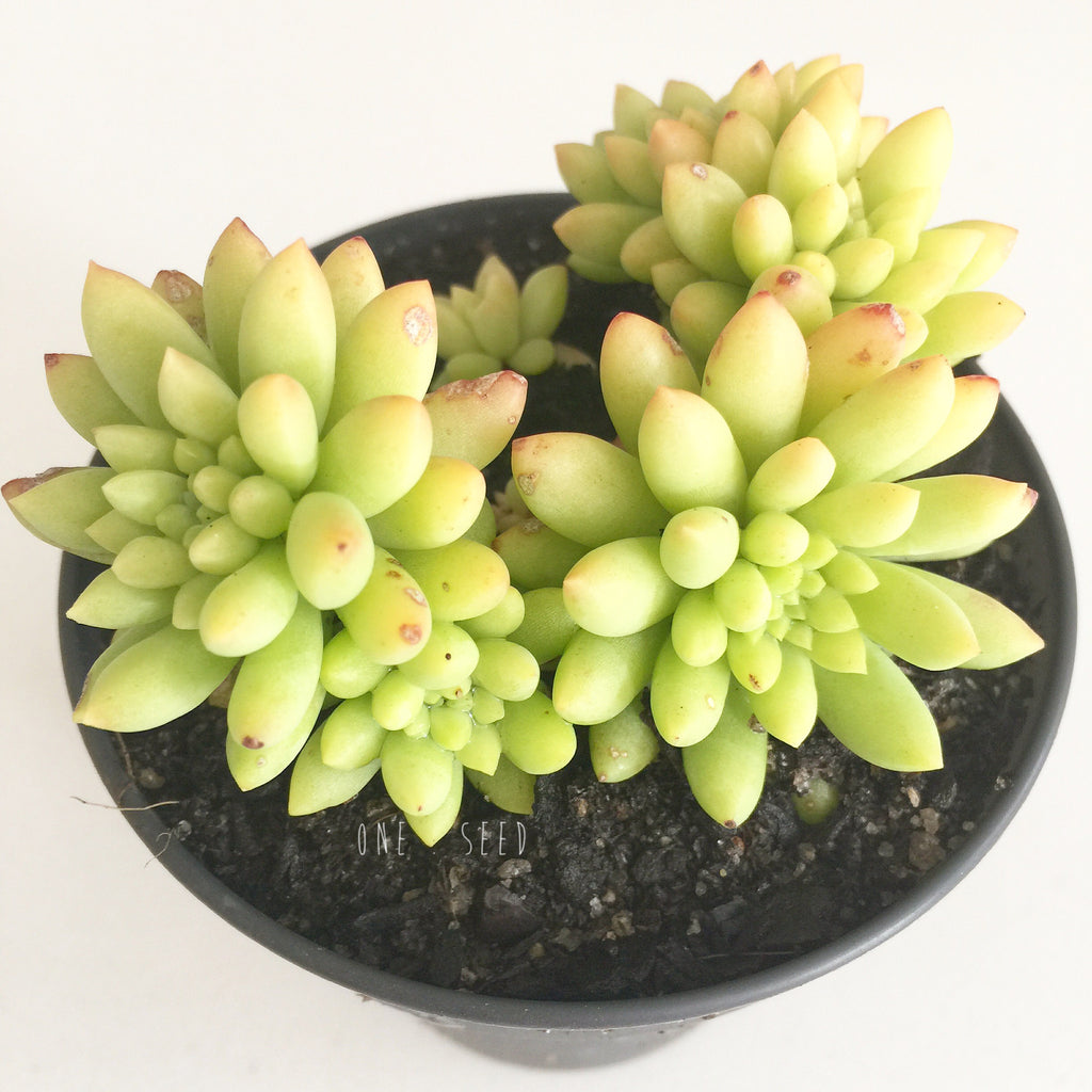 Plant - Sedum Billy Beans