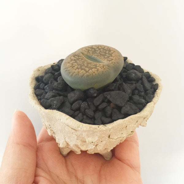 Collector's Succulent Plant Stoneware Pot