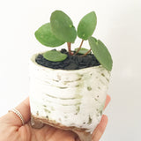 Collector's Succulent Plant Handmade Watercolour Pot