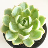 Plant - Echeveria Elegans
