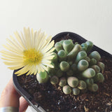 Plant - Fernestraria Rhopalophyll (Baby Toes)