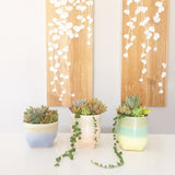 Assorted Succulent Garden Pastel Pot - Soul Made Boutique