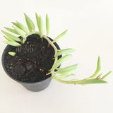 Plant - Senecio Radicans (Sting of Bananas)